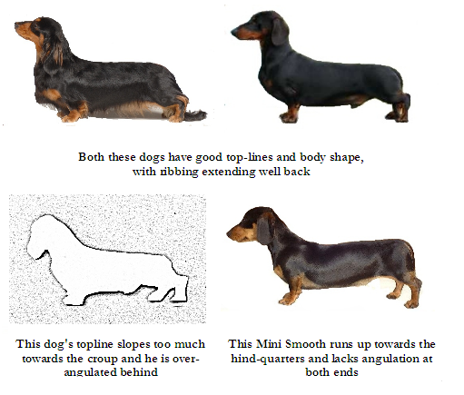 Body | The Dachshund - Fit for function